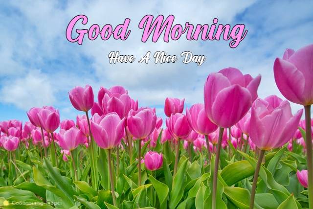 Good Morning Flower Wishes Images