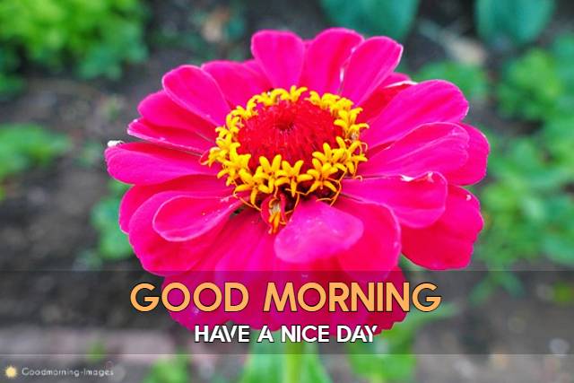 Good Morning Flowers Pictures For WhatsApp