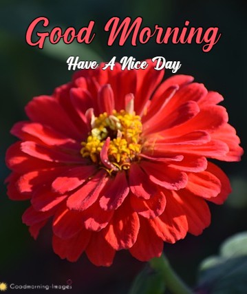 Sweet Good Morning Flowers