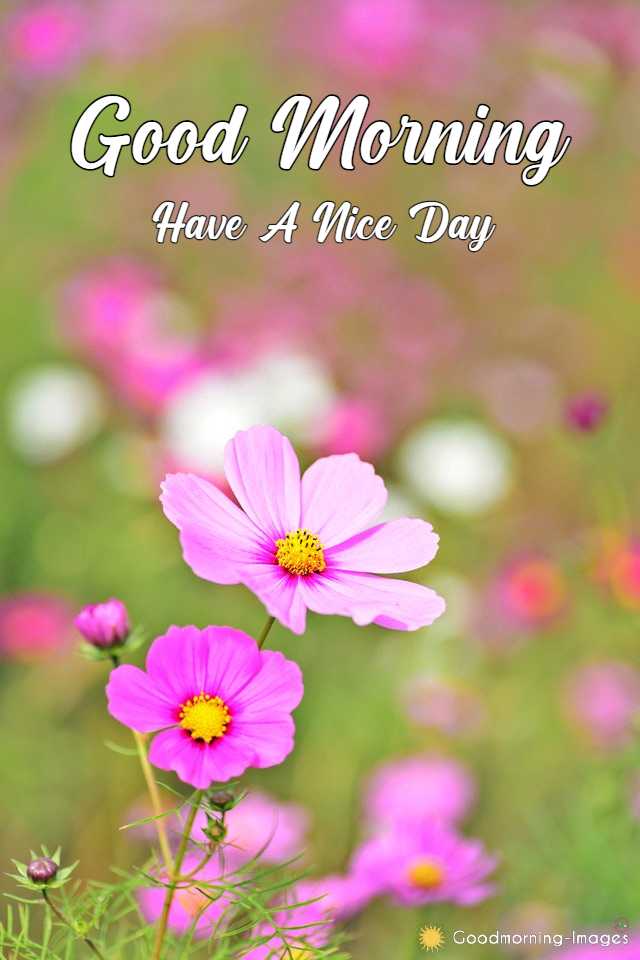 Good Morning Wishes with Flowers Images