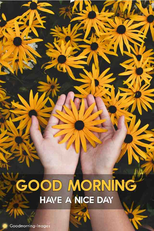 Good Morning Flower Wishes HD Images