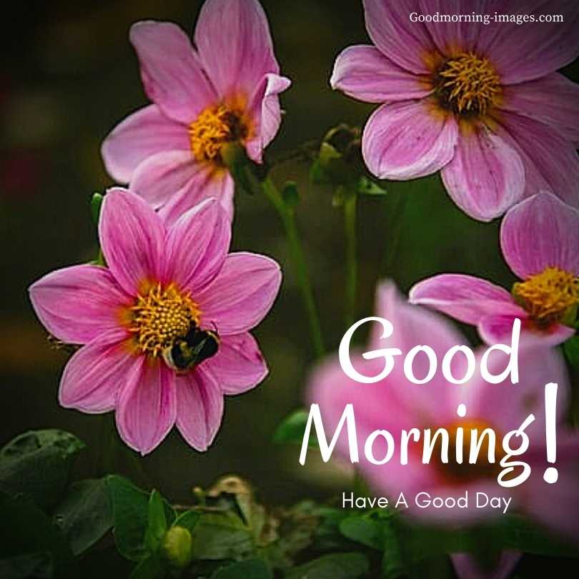 Good Morning Flowers Pictures In HD
