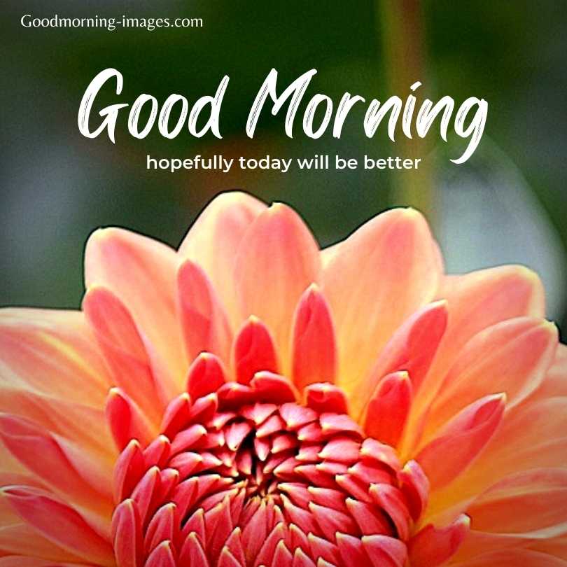 Good Morning Flowers Pictures In HD