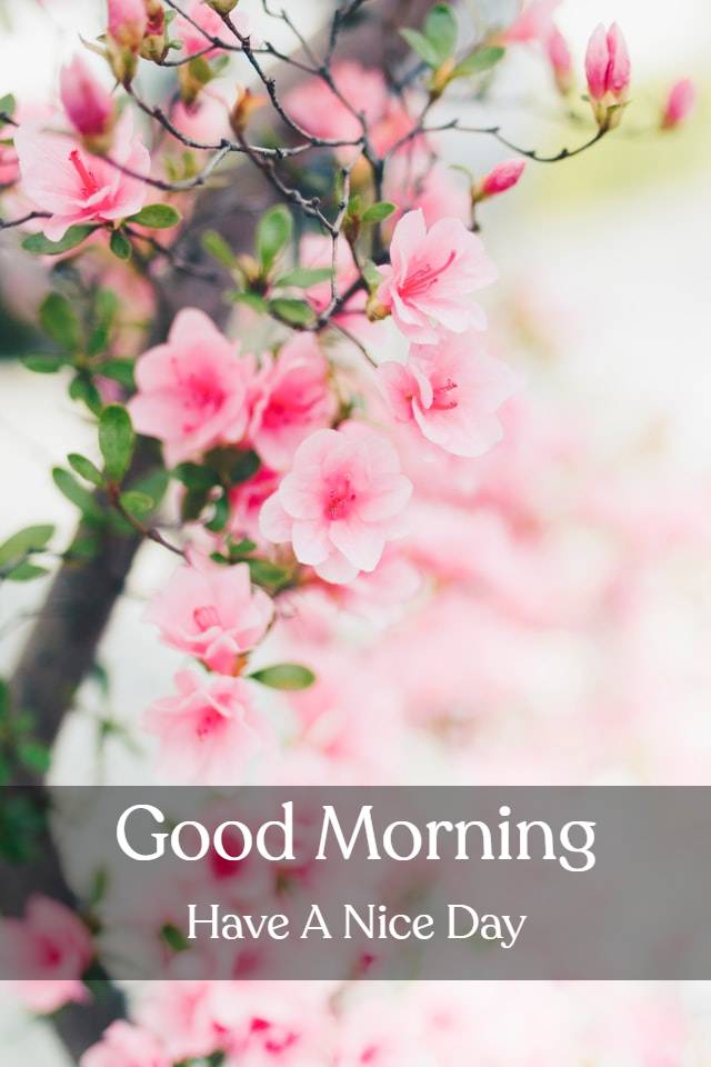 Beautiful Morning Flowers