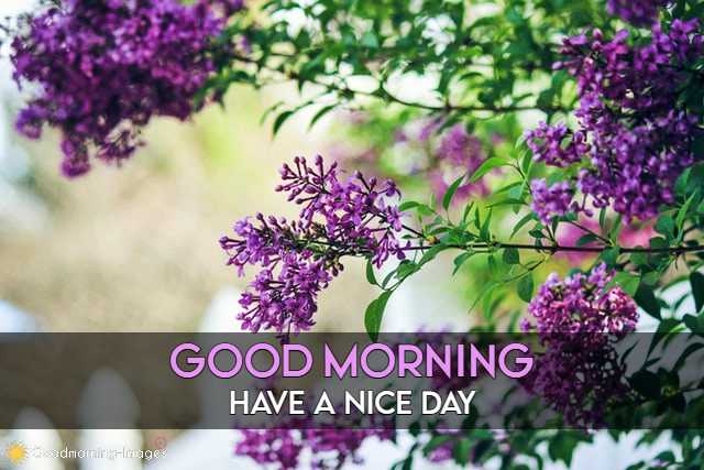 Good Morning Pictures Free Download