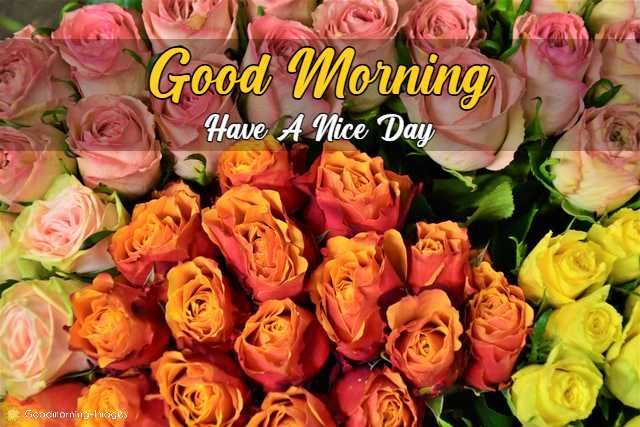 Good Morning Pictures Download