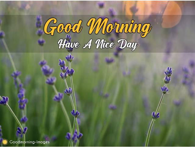Good Morning Images Download