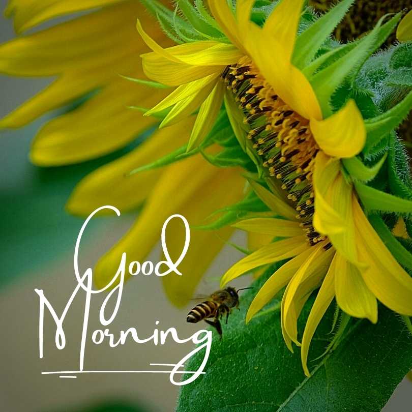 New Good Morning Images