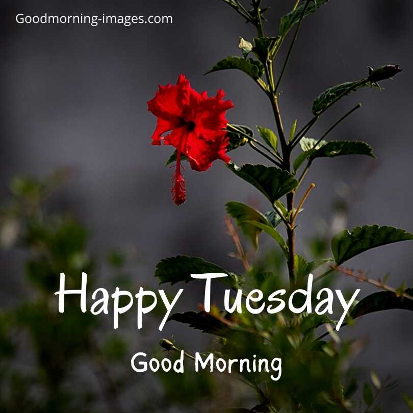 Happy Tuesday HD Pictures