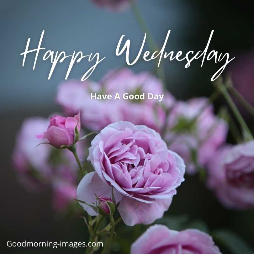 Happy Wednesday Rose Images