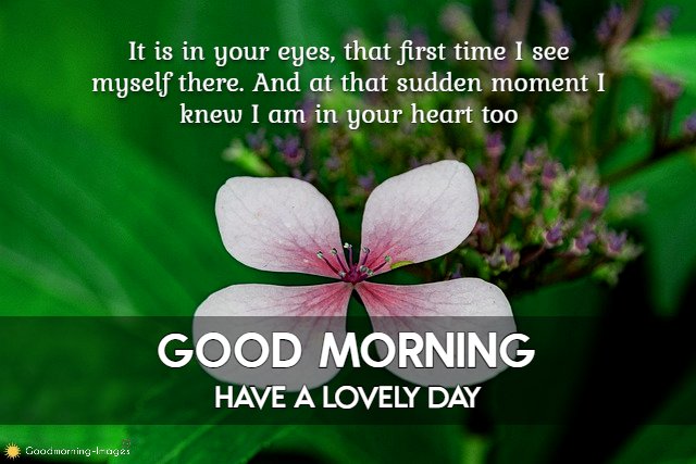 Good Morning My Love Wishes Images