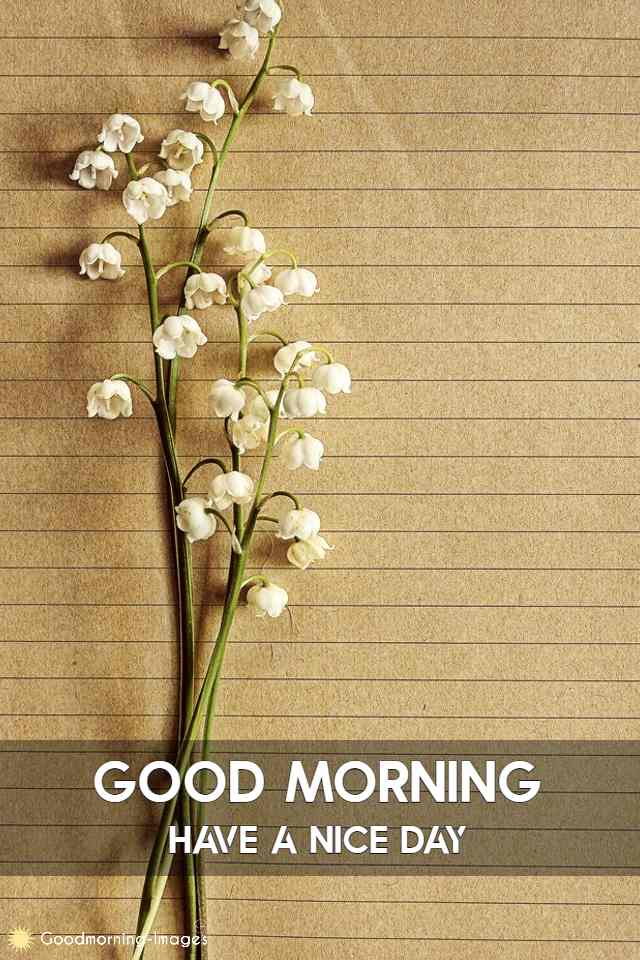 Lovely Good Morning Pictures