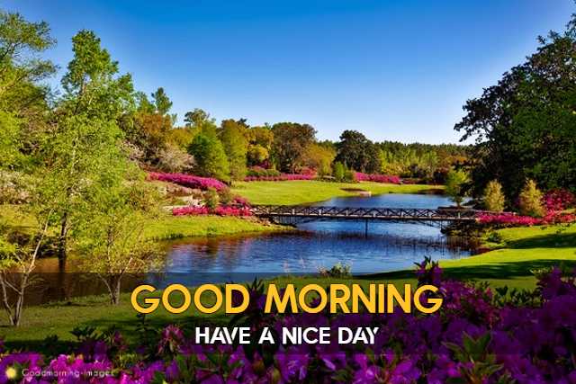 Good Morning HD Wishes Images