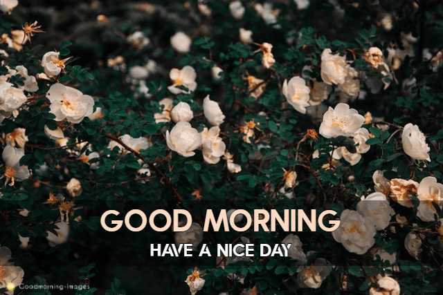 Morning HD Images Download