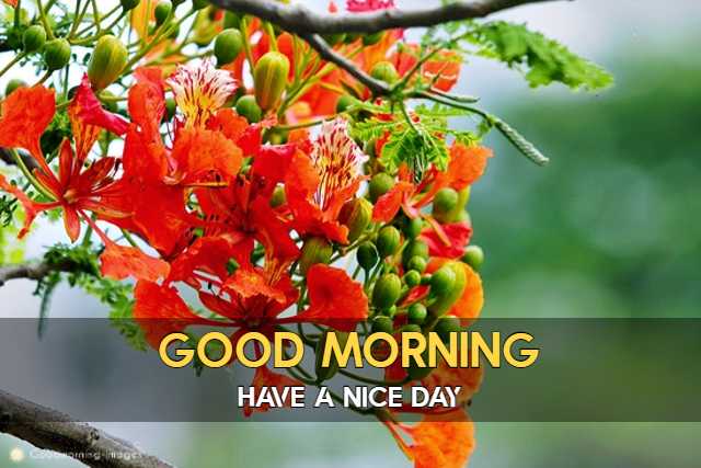 Good Morning HD Images Download