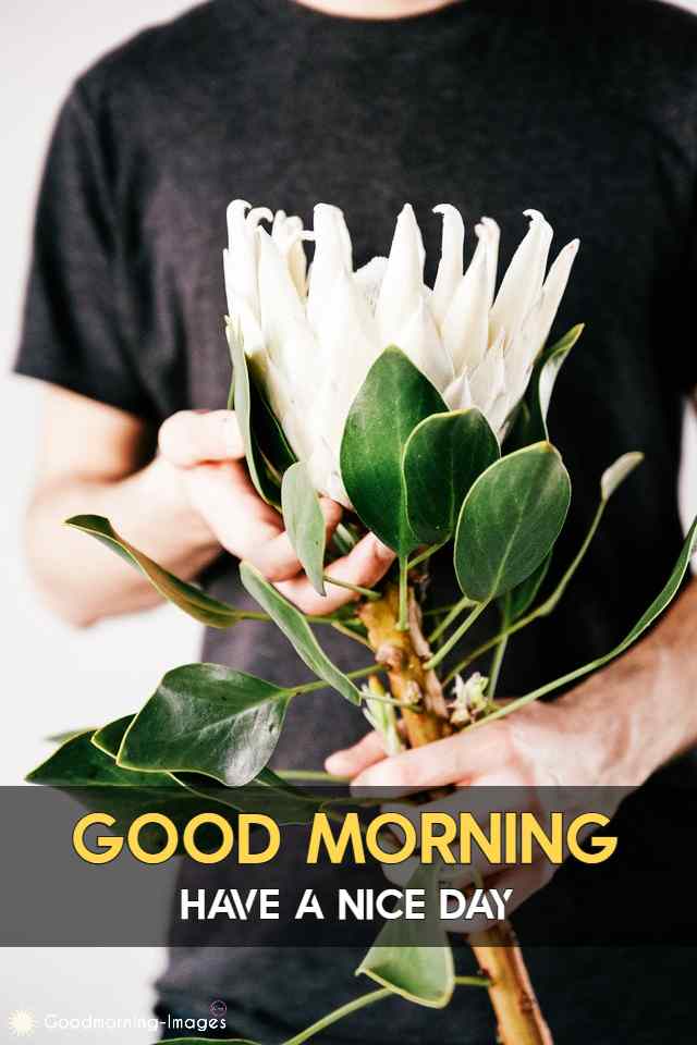 Good Morning 4k HD Images Download