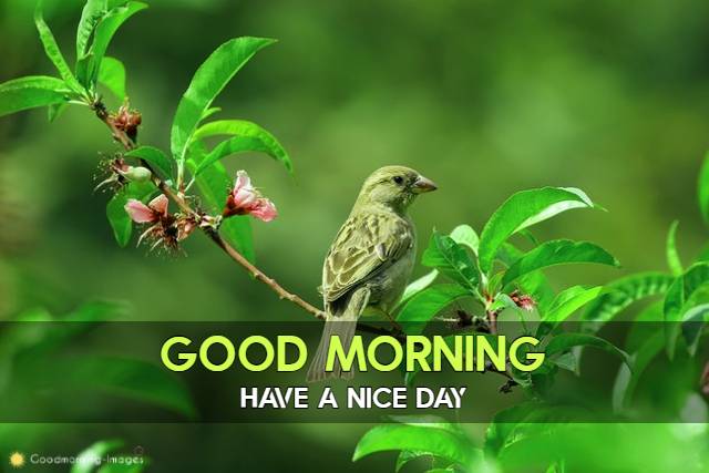 Good Morning 4k HD Images Download