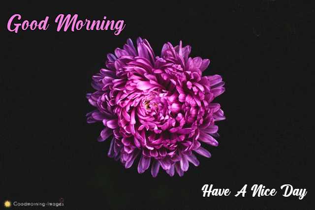 Good Morning 4k HD Images Download