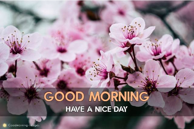 Good Morning HD Images Download