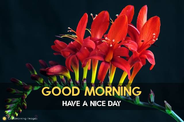 Good Morning Special Pictures HD