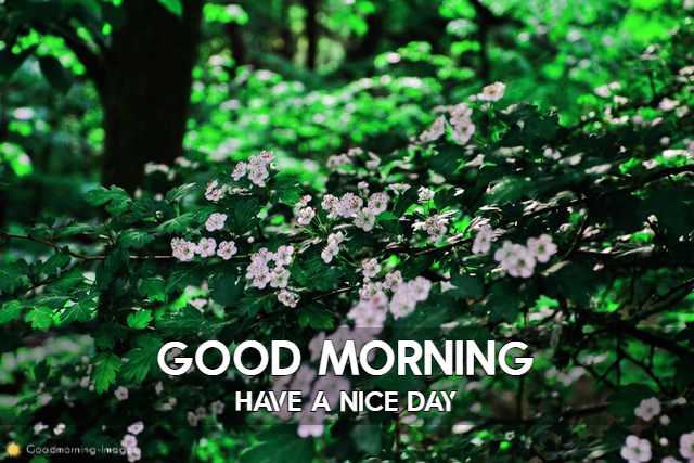 Good Morning Friends HD Images
