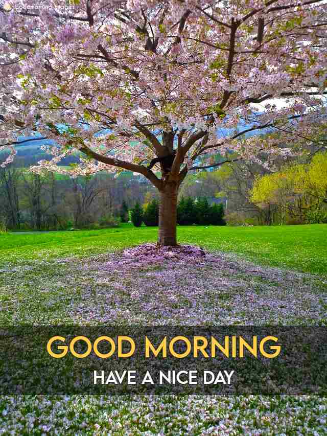 Good Morning Friends HD Images