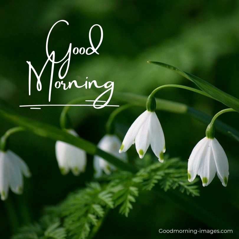 Good Morning Wishes Images
