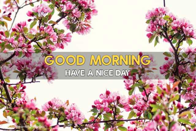 Good Morning HD Images