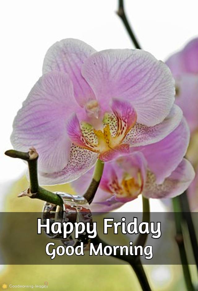 Good Morning Friday Messages Images