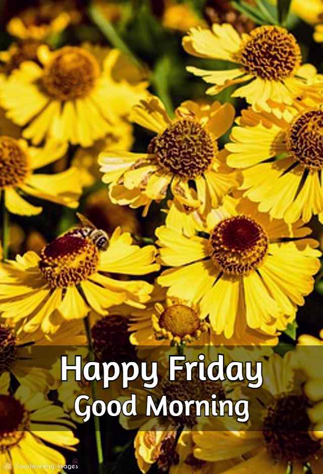 Good Morning Friday Messages Images