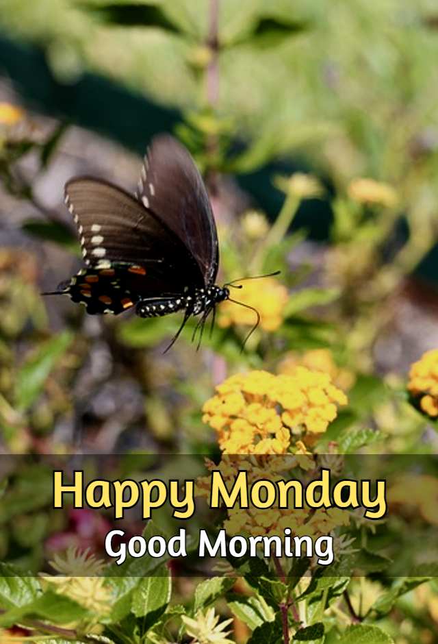 Good Morning Monday Images
