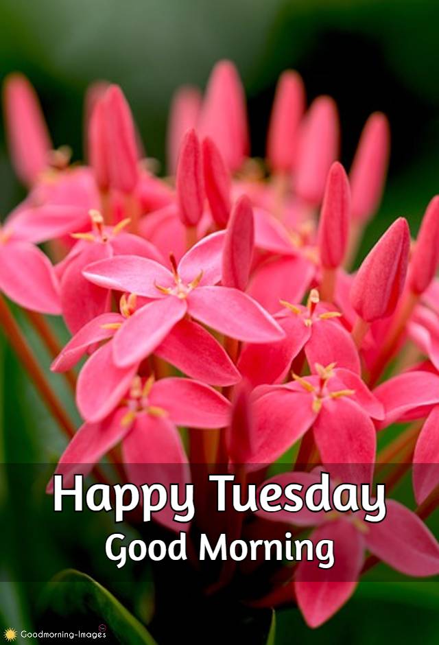 Good Morning Tuesday images
