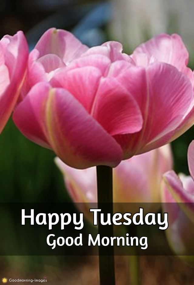 Good Morning Tuesday Pictures