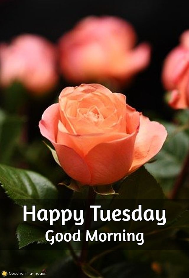 Good Morning Tuesday Pictures