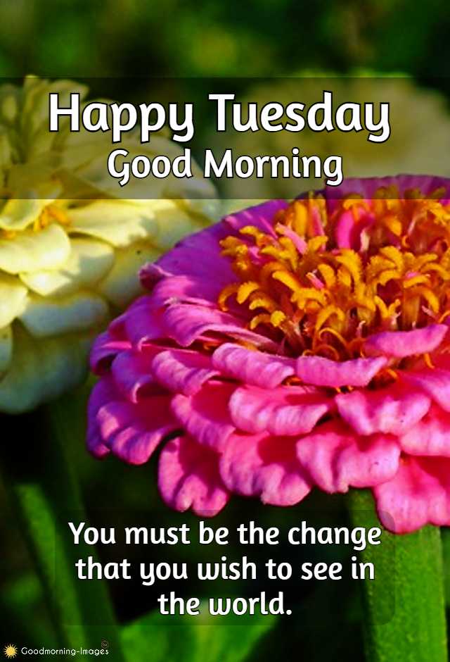 Good Morning Tuesday images