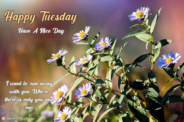 Happy Tuesday Images Quotes