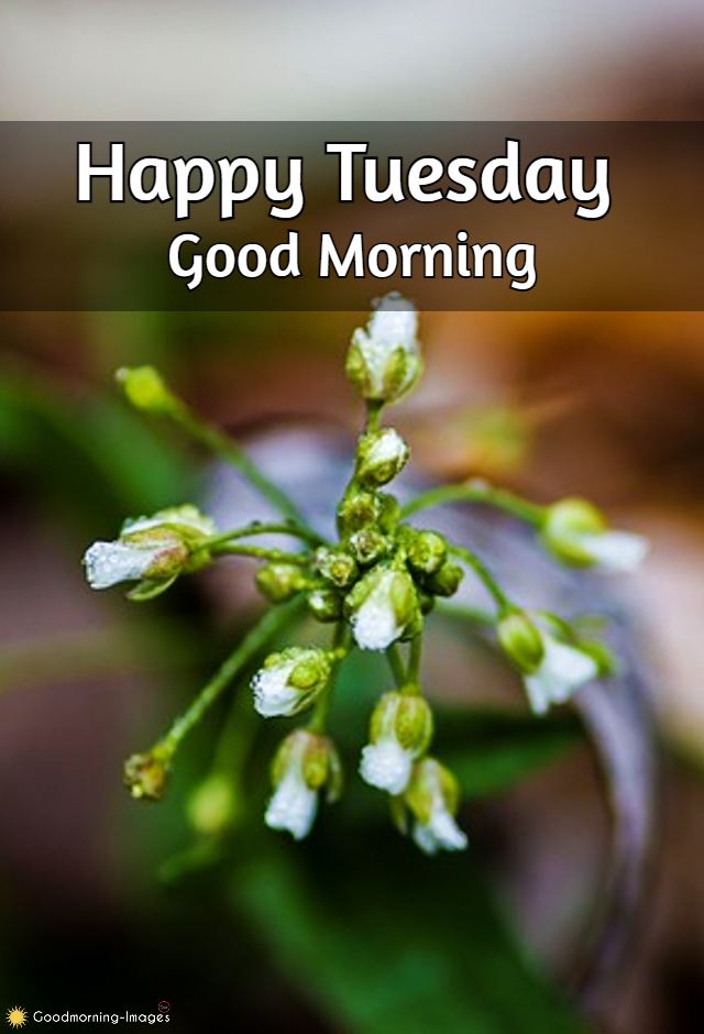 Happy Tuesday Images