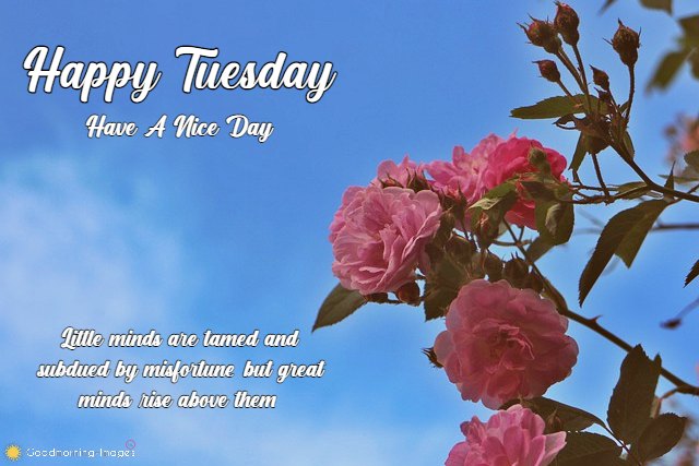 Happy Tuesday HD Images