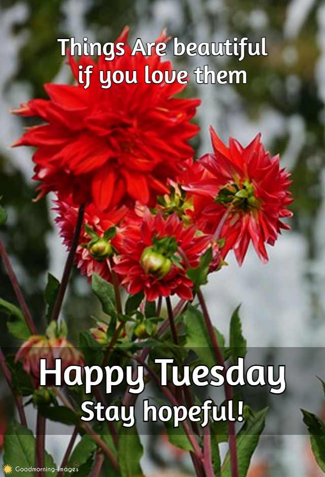 ᐅ100+ Happy Tuesday Images, Photos & Blessings Pictures