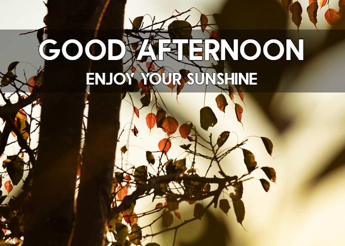 Good Afternoon HD Images Download