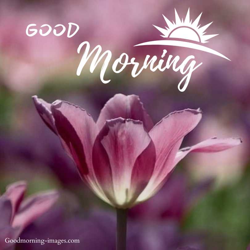 Good Morning Flower HD Pictures