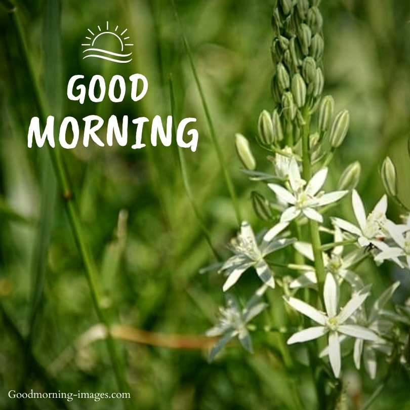 Good Morning Flower Pictures
