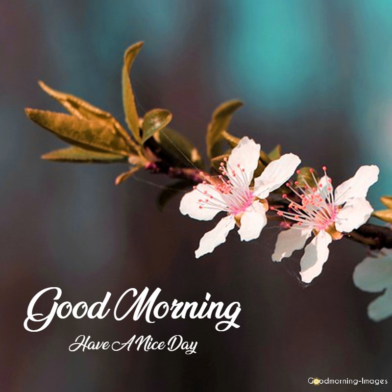 good morning hd pictures