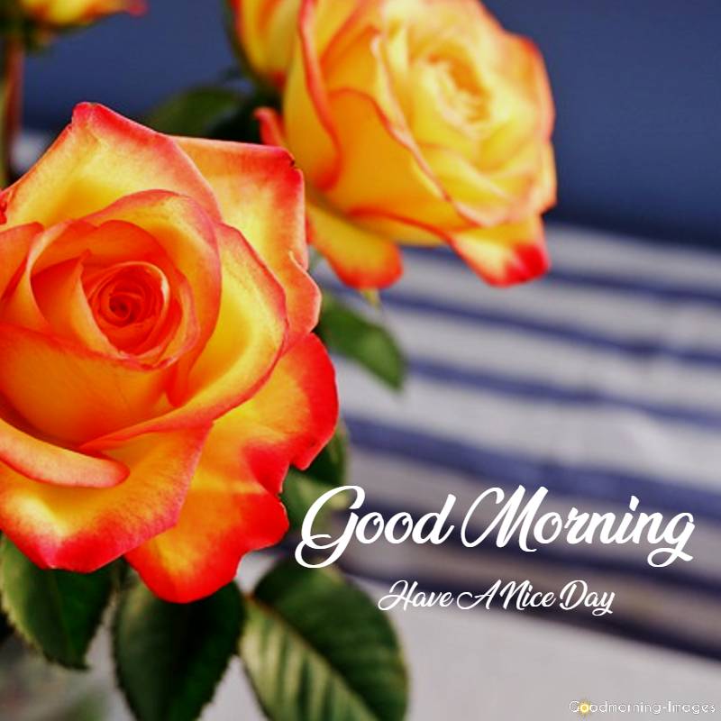 good morning rose pictures