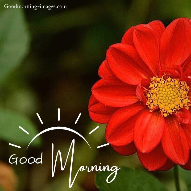 Good Morning Images HD Pictures