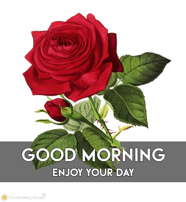 Good Morning Rose Images For Boyfriend Girlfriend