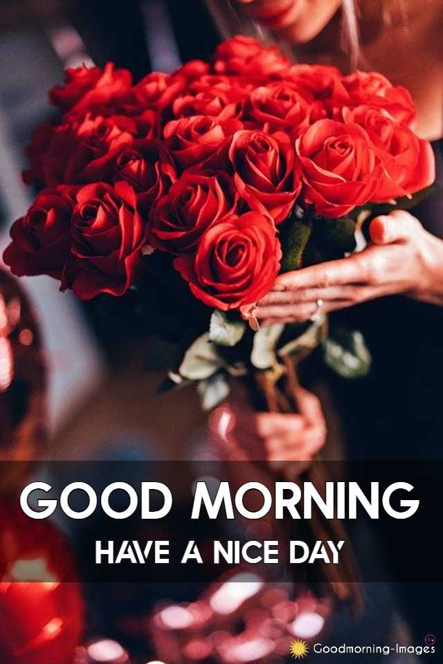 Best Good Morning Rose Images