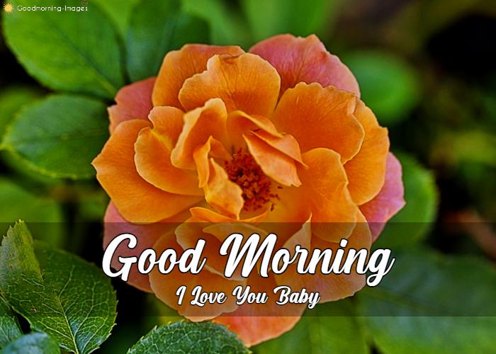 Best Good Morning Rose Images