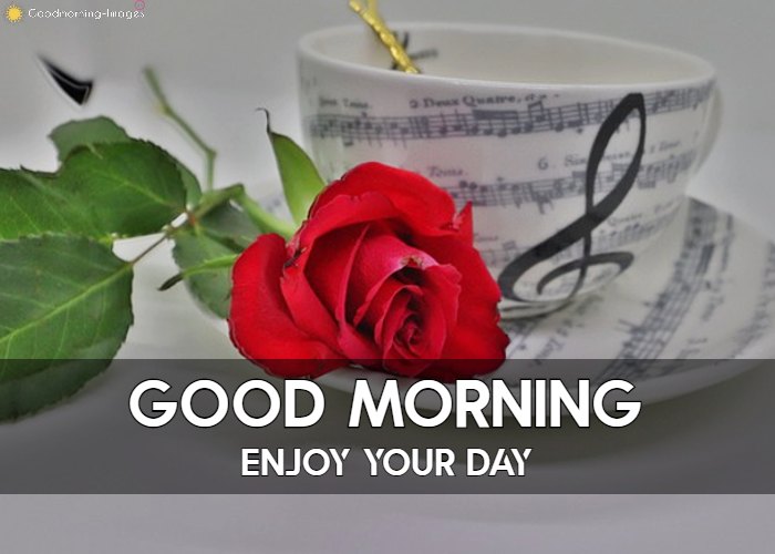 Good Morning Rose Images For BF GF