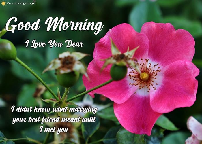 Romantic Good Morning Rose Images